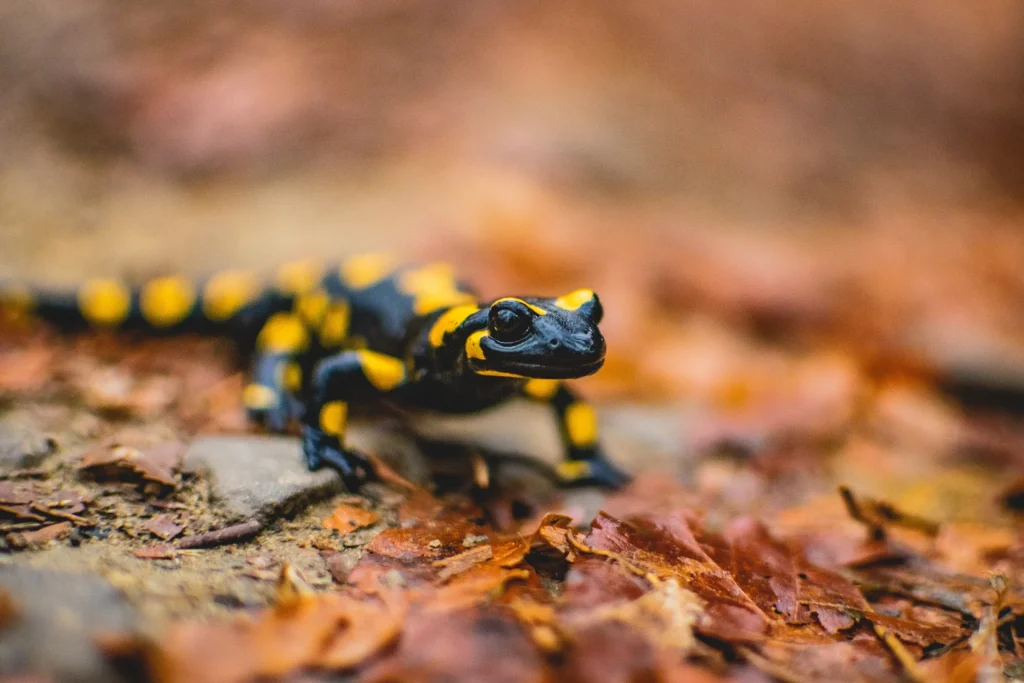 Salamander©pixabay