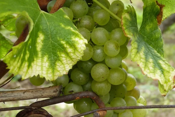Vignes - Dordogne-périgord