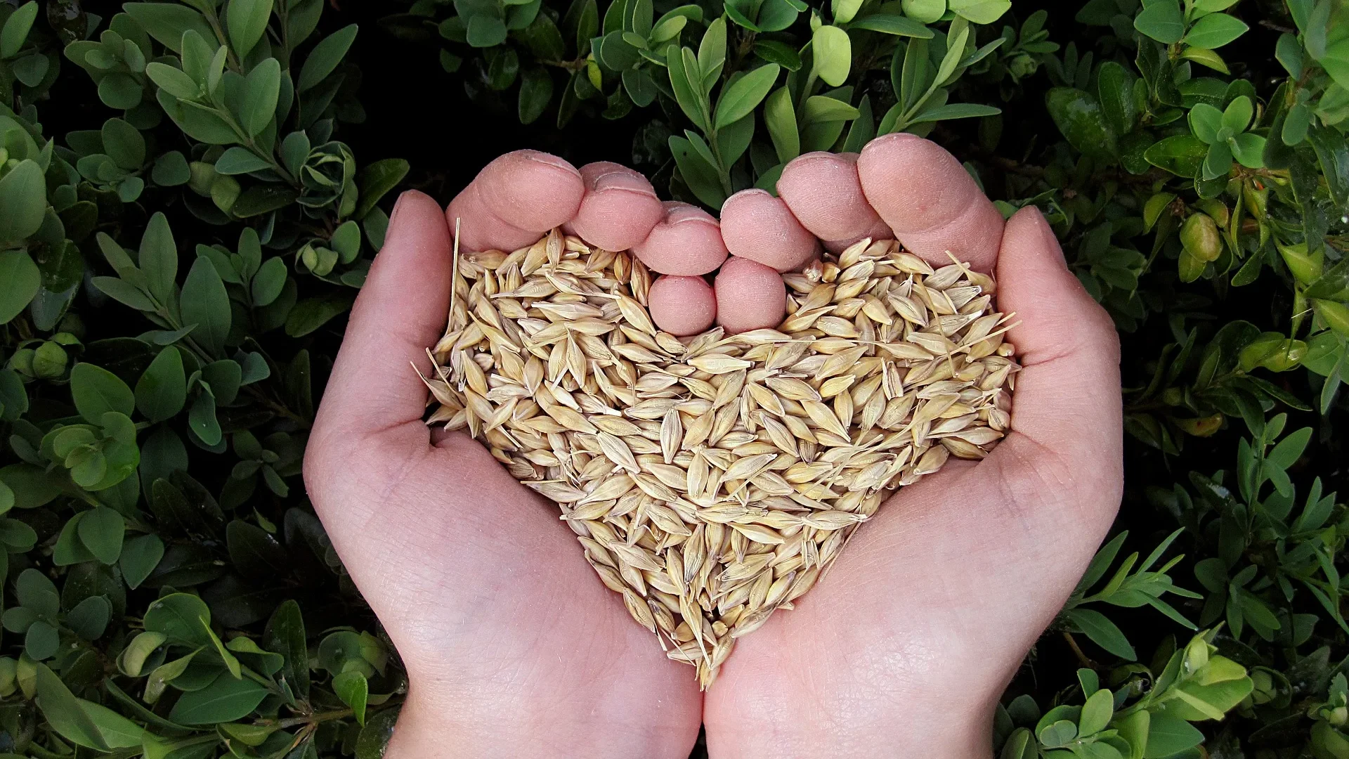Nature hands seeds sustainable development