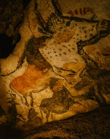 La Grotte de Lascaux - vache