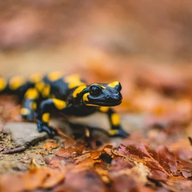 Salamander - fauna in de Vézère-vallei
