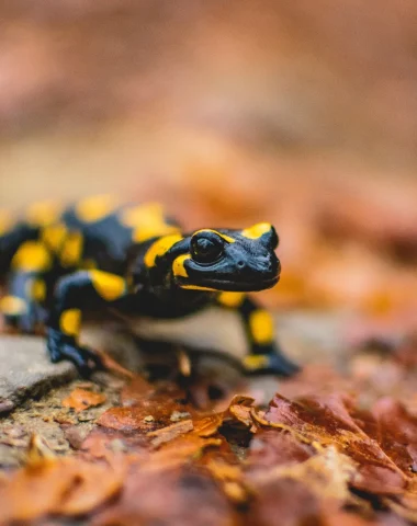 Salamander - fauna in the Vézère valley