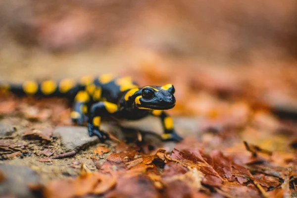 Salamander - fauna in de Vézère-vallei