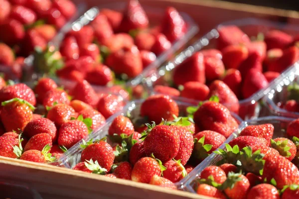 Bugue-Markt - Périgord-Erdbeere